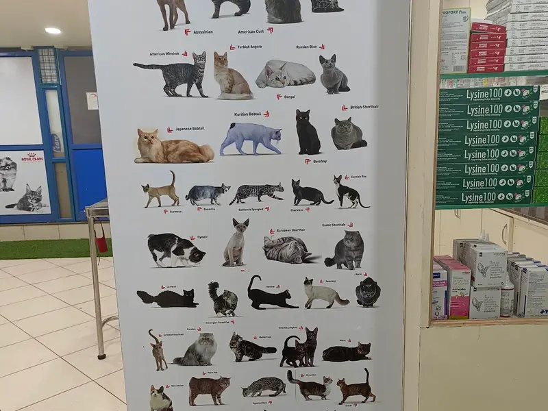 V-Care Pet Polyclinic, photo 3
