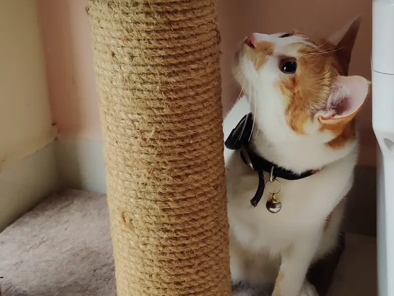 Pooja's Cozy Cattery, photo 2
