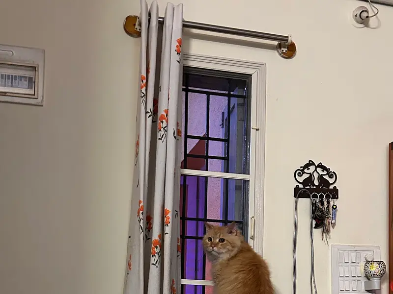 Pooja's Cozy Cattery, photo 3
