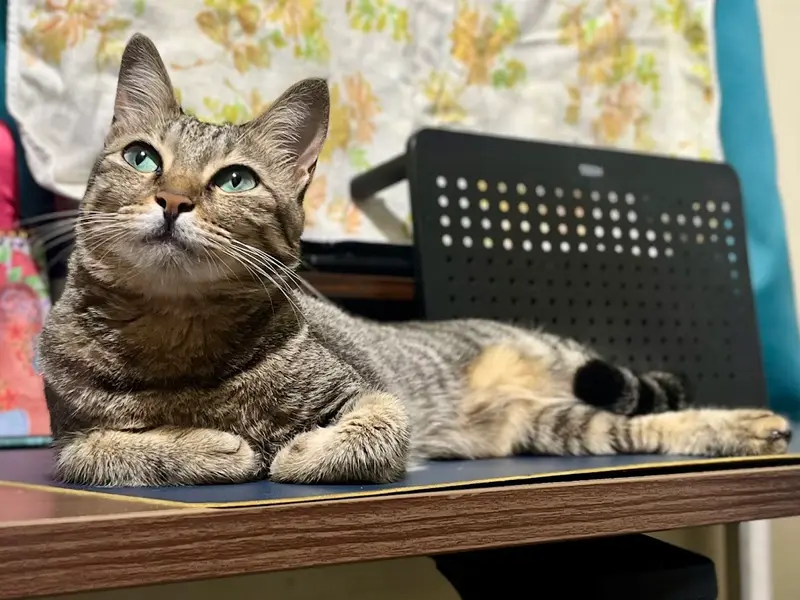 Pooja's Cozy Cattery, photo 4