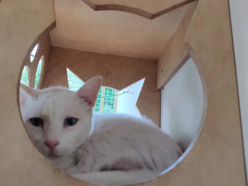 Pooja's Cozy Cattery, photo 5