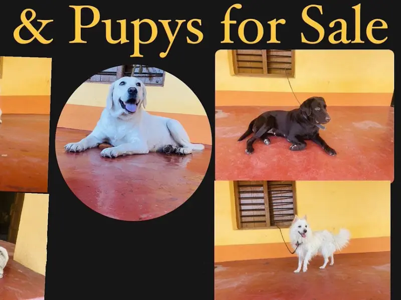 Pets 4 You, photo 2
