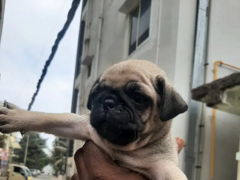Pets 4 You, photo 4