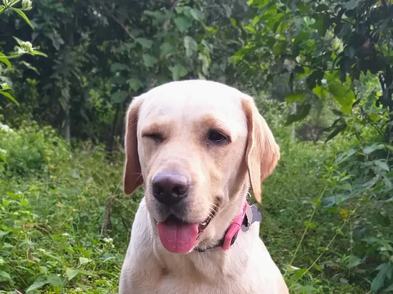 Confident Dogs - Canine behaviourist & pet dog trainer, photo 2