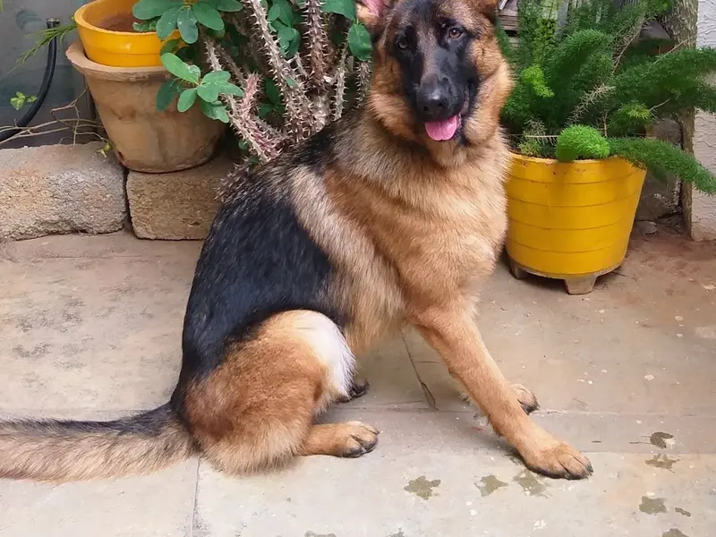 Confident Dogs - Canine behaviourist & pet dog trainer, photo 3