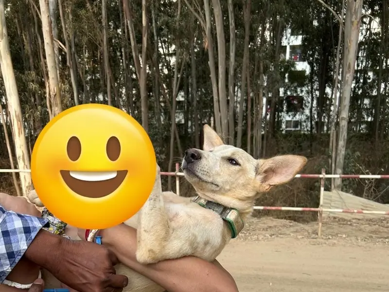 Vet home visit Bengaluru, photo 4