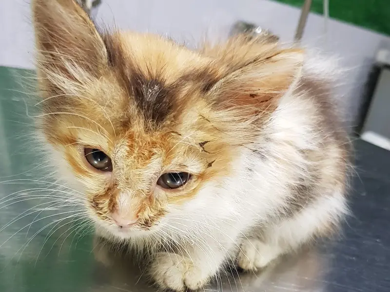 Anu Pet Clinic, photo 2