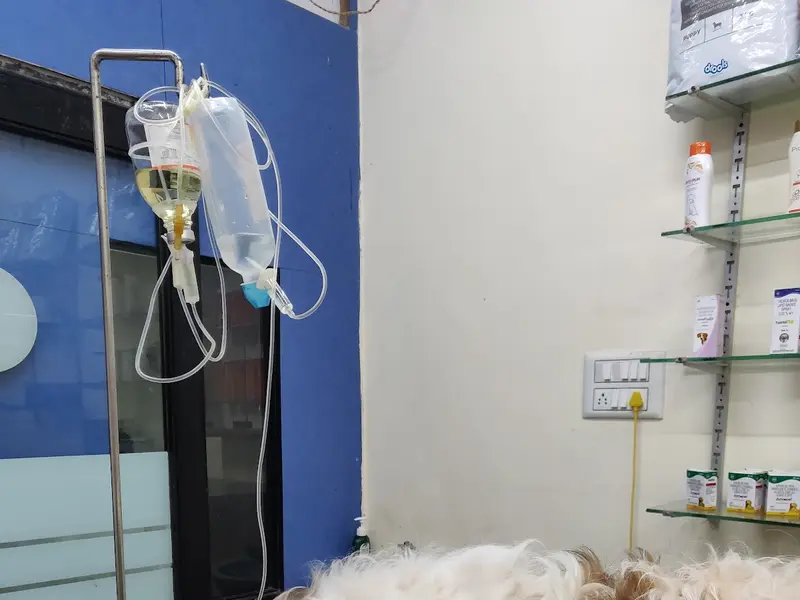 Anu Pet Clinic, photo 3