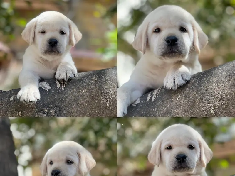 Dog puppies sale bangalore, photo 3