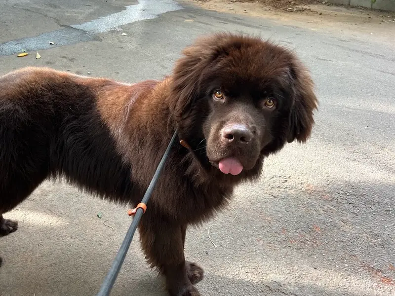 Anand K9 Training Centre, photo 2
