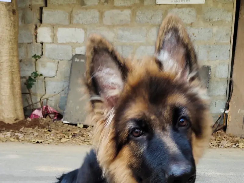 Anand K9 Training Centre, photo 3