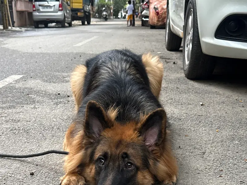Anand K9 Training Centre, photo 5