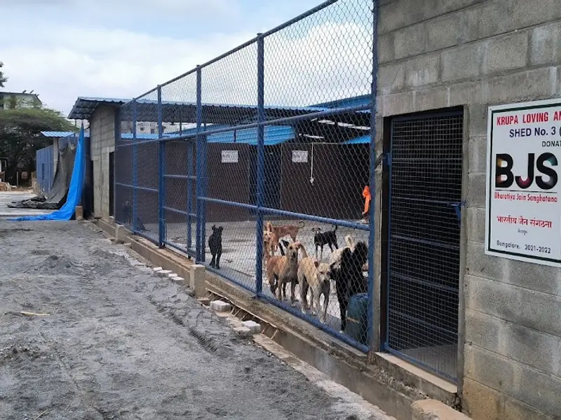 Krupa Loving Animal, photo 4