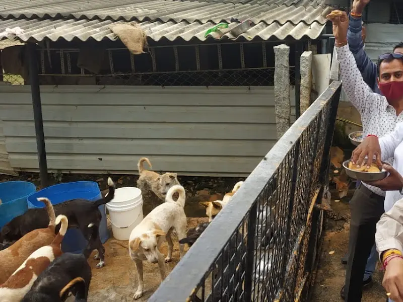 Krupa Loving Animal, photo 5