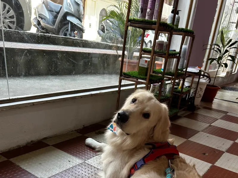 Fluff & Buff Pet Salon in Bengaluru | Dog and Cat Grooming Salon, photo 3