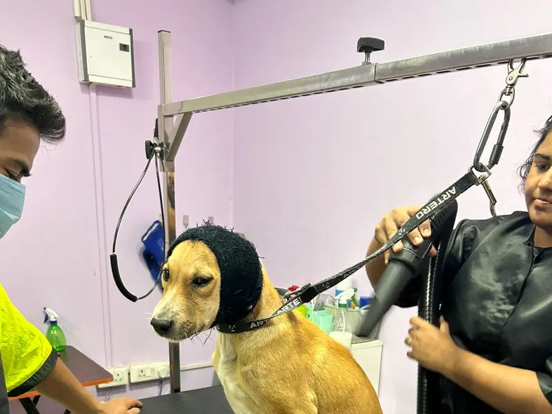 Fluff & Buff Pet Salon in Bengaluru | Dog and Cat Grooming Salon, photo 4