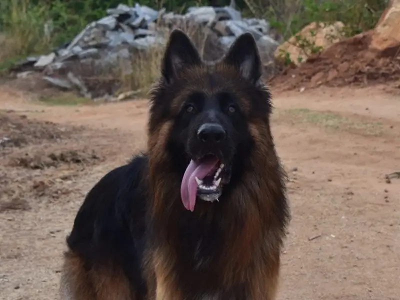Prince Dog Training (ಪ್ರಿನ್ಸ್ ನಾಯಿ ತರಬೇತಿ ಕೇಂದ್ರ), photo 2