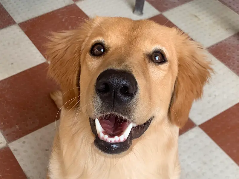 Prince Dog Training (ಪ್ರಿನ್ಸ್ ನಾಯಿ ತರಬೇತಿ ಕೇಂದ್ರ), photo 3