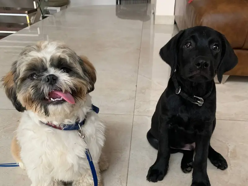 Prince Dog Training (ಪ್ರಿನ್ಸ್ ನಾಯಿ ತರಬೇತಿ ಕೇಂದ್ರ), photo 5