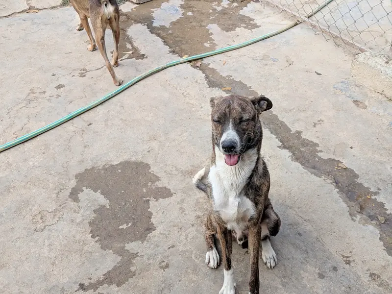 Dogs Our Best Friends (Maruthy Dog Shelter), photo 4