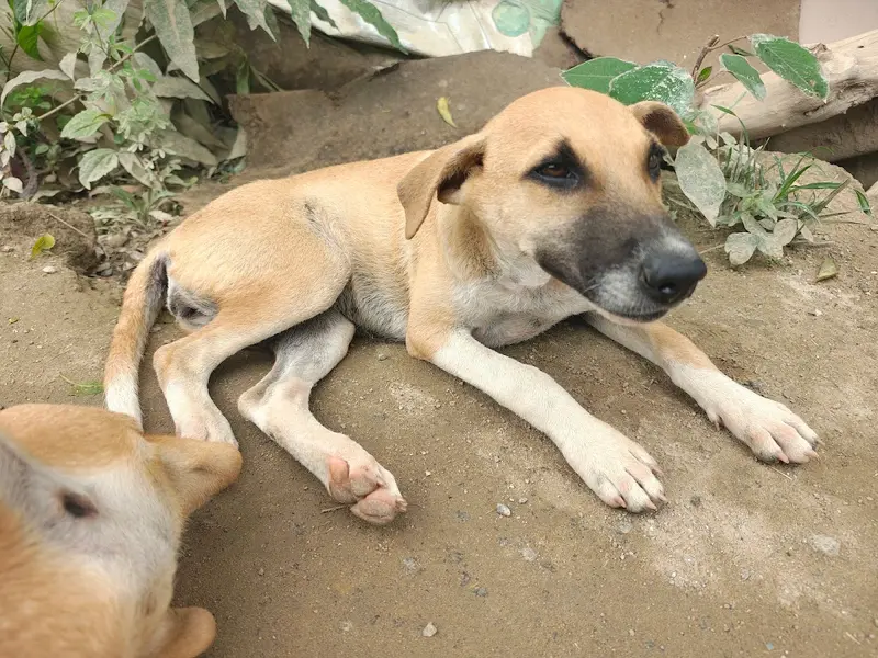 Dogs Our Best Friends (Maruthy Dog Shelter), photo 5