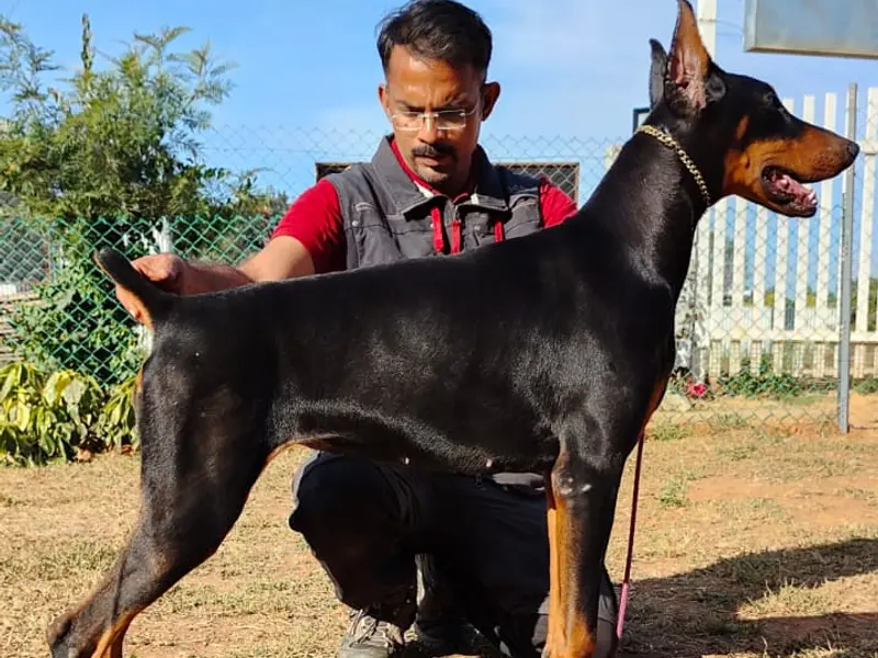 Klever K9 Dog Training Academy, photo 5