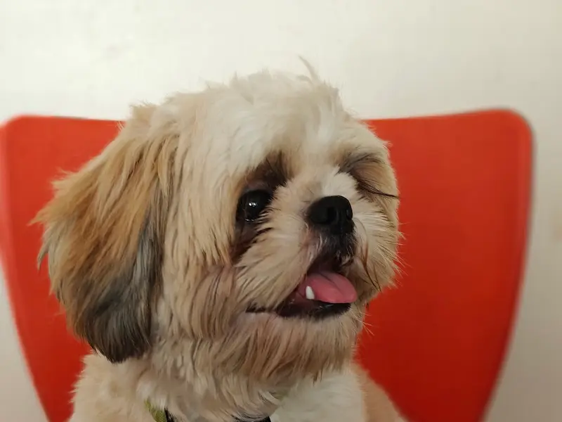Your's Pet Vet Clinic, photo 4