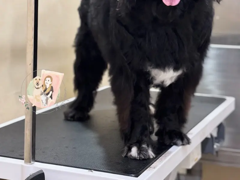 A Tiny Groomer, photo 4