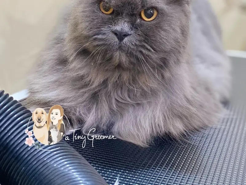A Tiny Groomer, photo 5