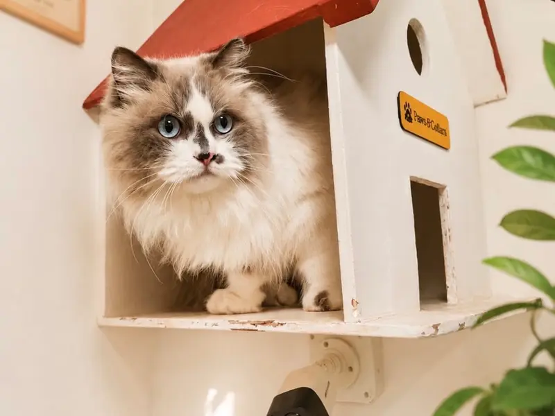 Paws & Collars - Pet Hotel, Spa, Retail - Koramangala, photo 2