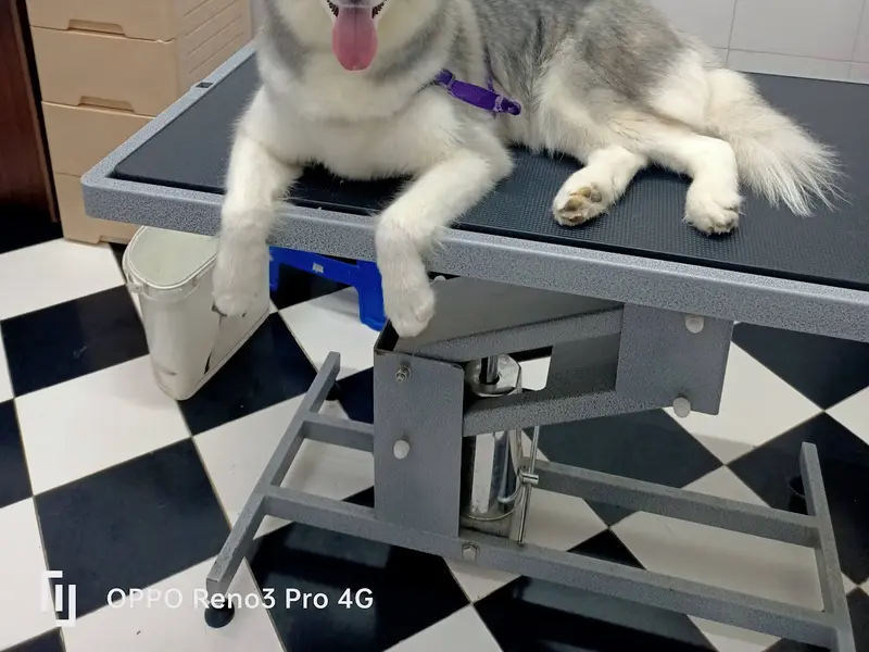 Pet Zone, photo 3
