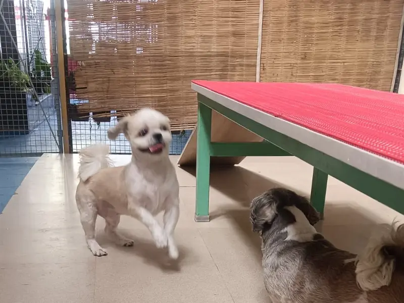 Poochkoo - Pet Care, Koramangala, photo 4