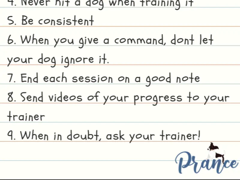 Prance - Dog Training, photo 4