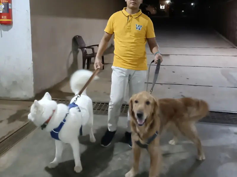 Rakesh's Professional Dog Walking and Dog Training Service, photo 2