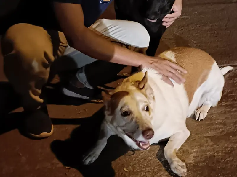 Rakesh's Professional Dog Walking and Dog Training Service, photo 3