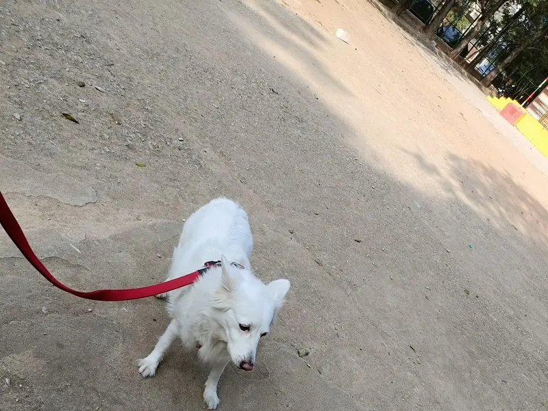 Rakesh's Professional Dog Walking and Dog Training Service, photo 4