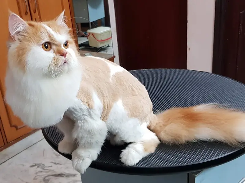 Shevar Spa Grooming Parlour And Pet Store, photo 4