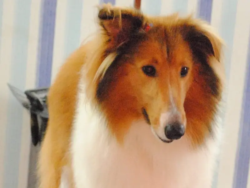 Shevar Spa Grooming Parlour And Pet Store, photo 5