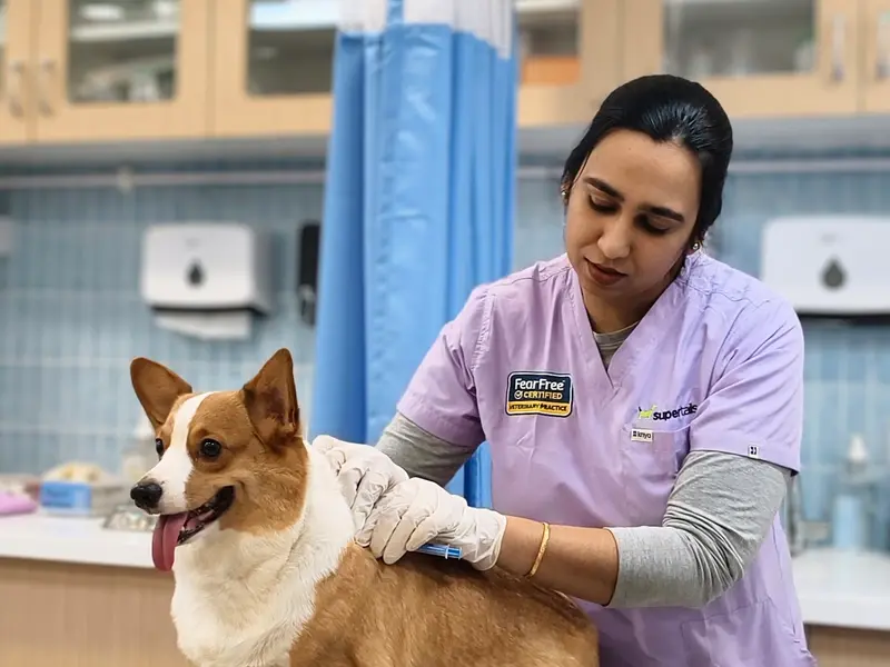 Supertails Koramangala Pet Clinic & Grooming Centre, photo 2