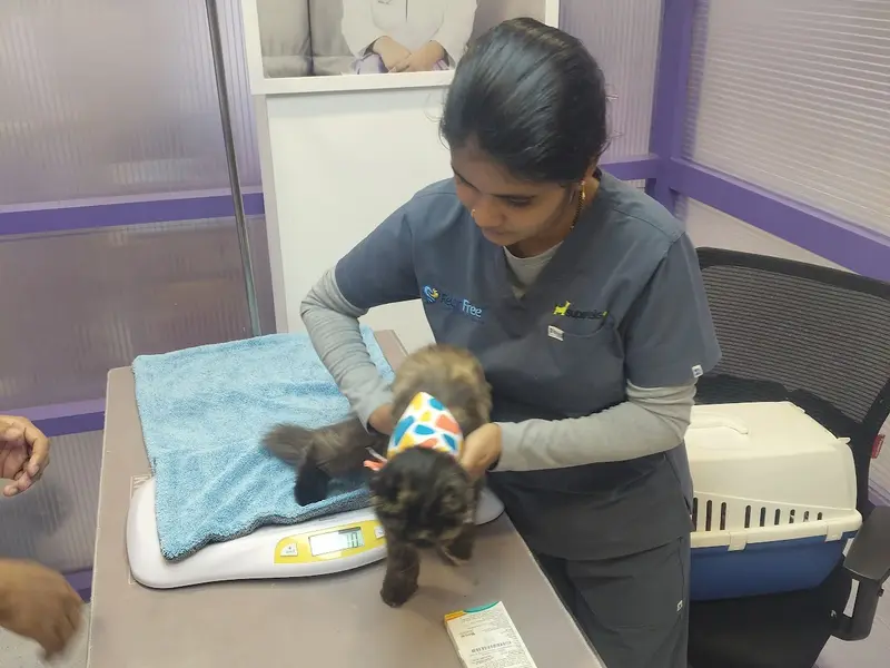 Supertails Koramangala Pet Clinic & Grooming Centre, photo 4