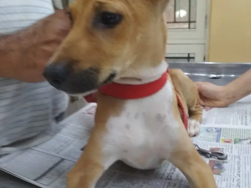 V-Care Pet PolyClinic, photo 3