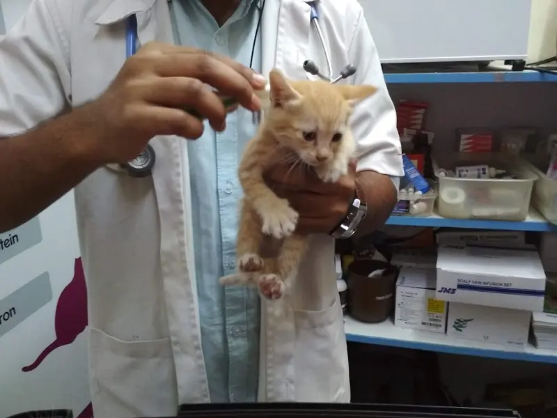 V-Care Pet PolyClinic, photo 5