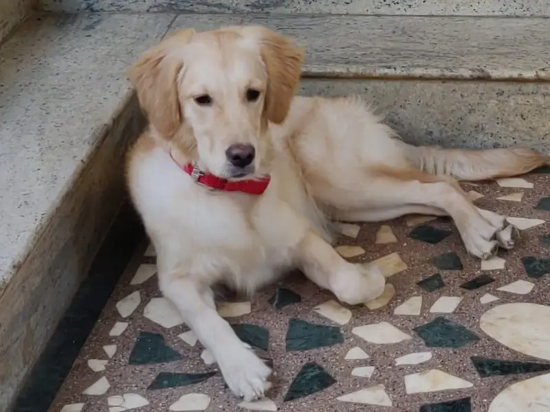 Spar Pet Home - Best dog boarding in KR Puram, Bangalore, photo 2