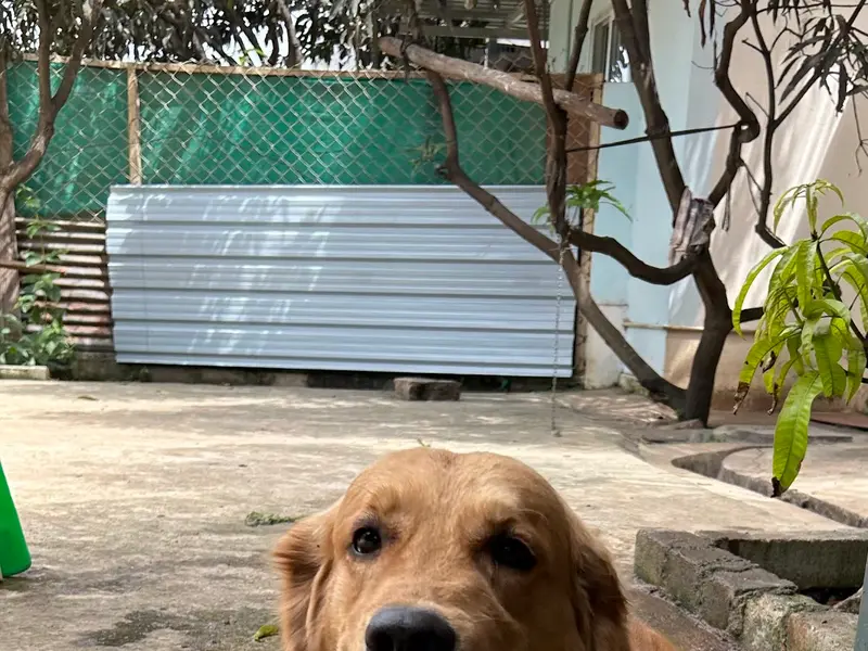 Spar Pet Home - Best dog boarding in KR Puram, Bangalore, photo 3