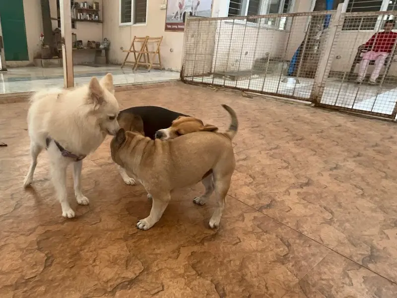 Spar Pet Home - Best dog boarding in KR Puram, Bangalore, photo 4