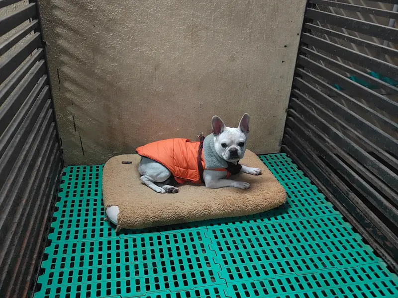 Caring Nest Pet Boarding Service, photo 3