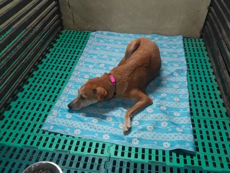 Caring Nest Pet Boarding Service, photo 4