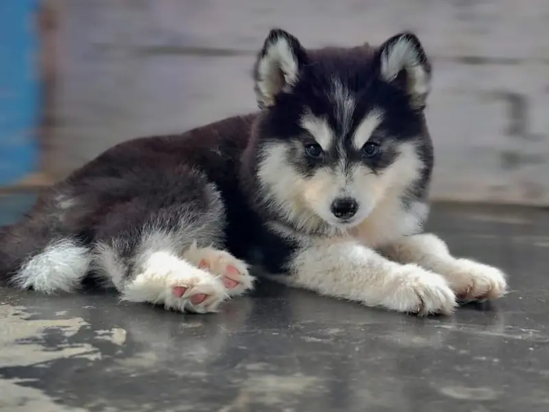 Canisora pets Bangalore, photo 2