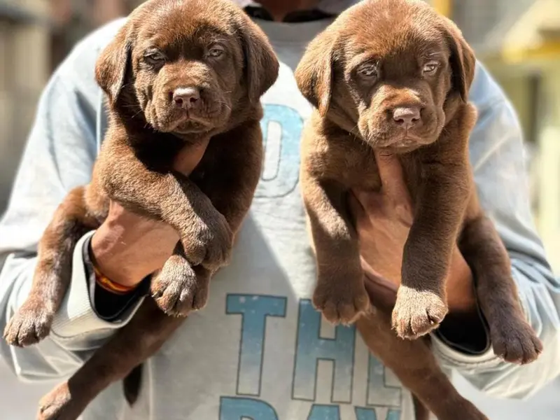 Canisora pets Bangalore, photo 3