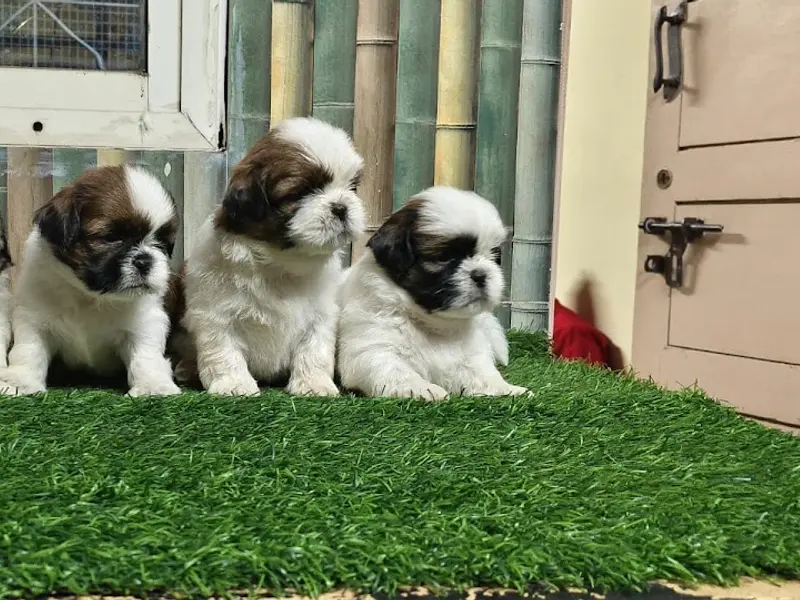 Canisora pets Bangalore, photo 5